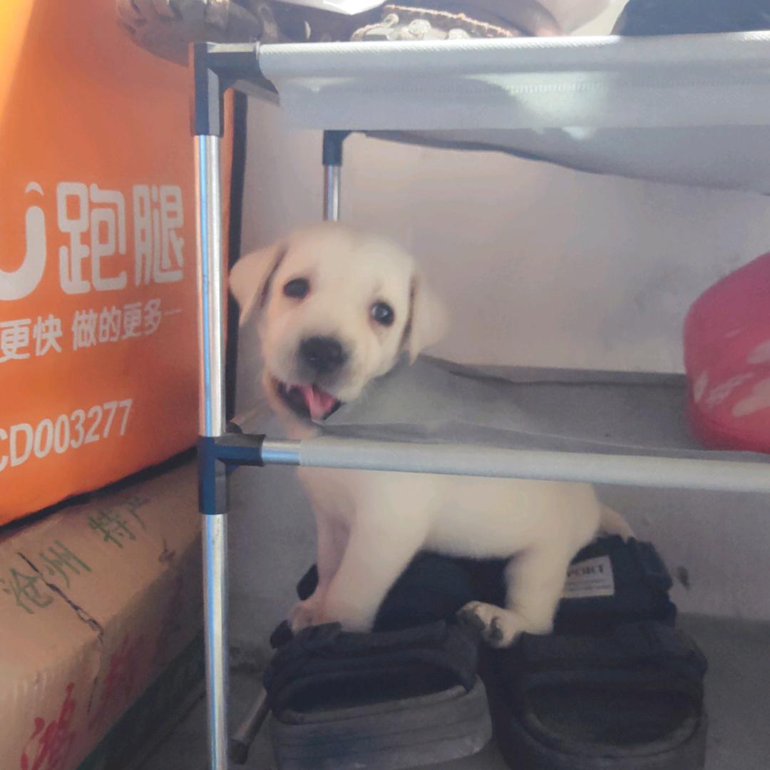 大头青蛙🐸二郎