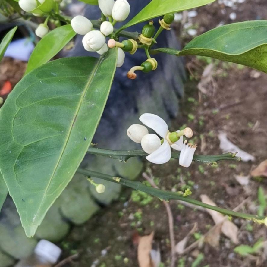 小清新