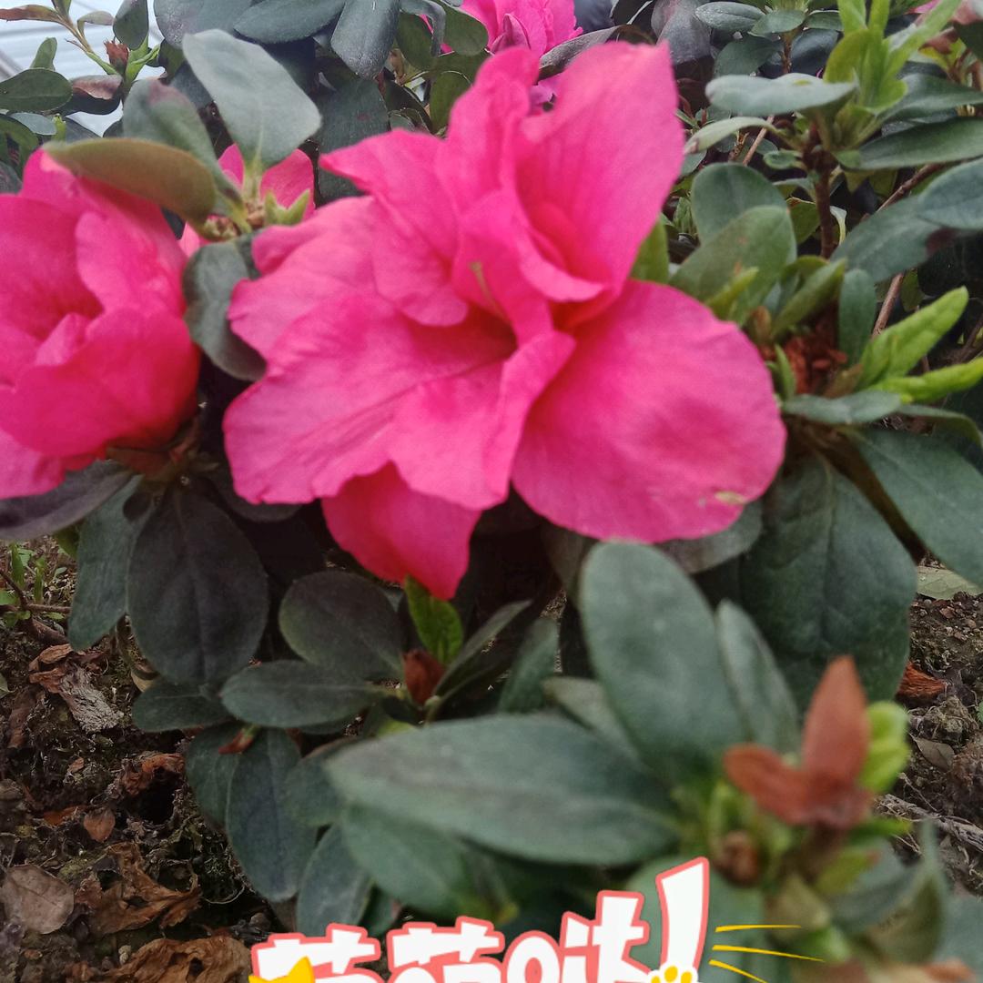 琴有多深
