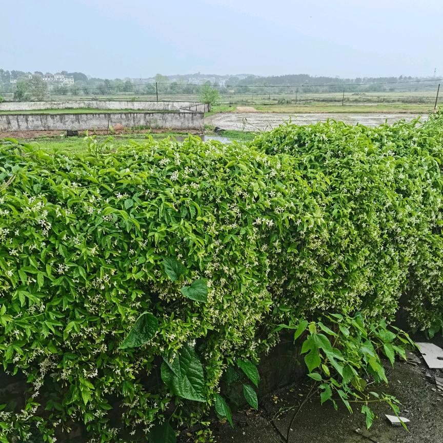 江边