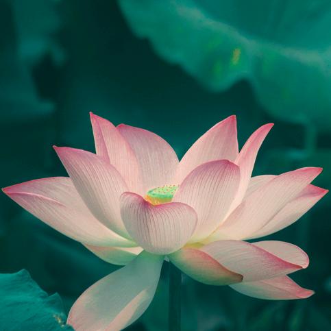 智慧