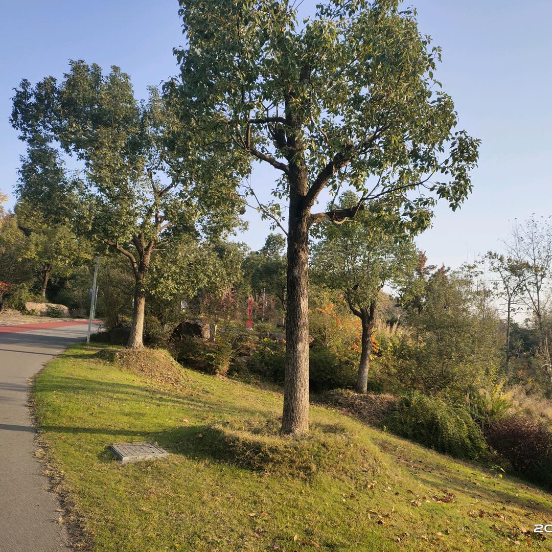 向阳花开，蝴蝶自来