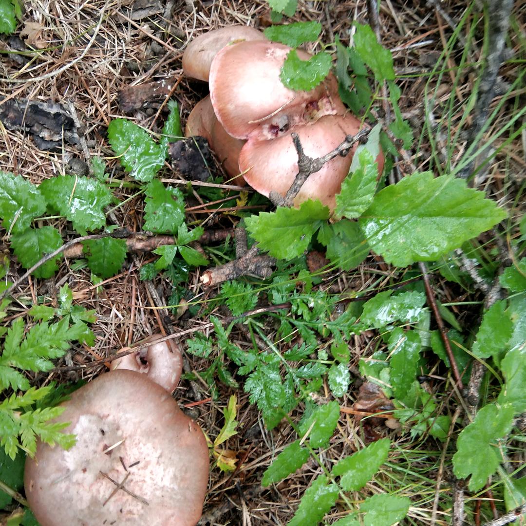 美食锦集