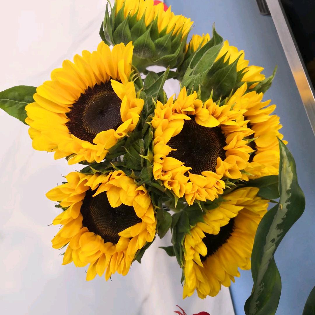 @黄大小姐🌻🌻