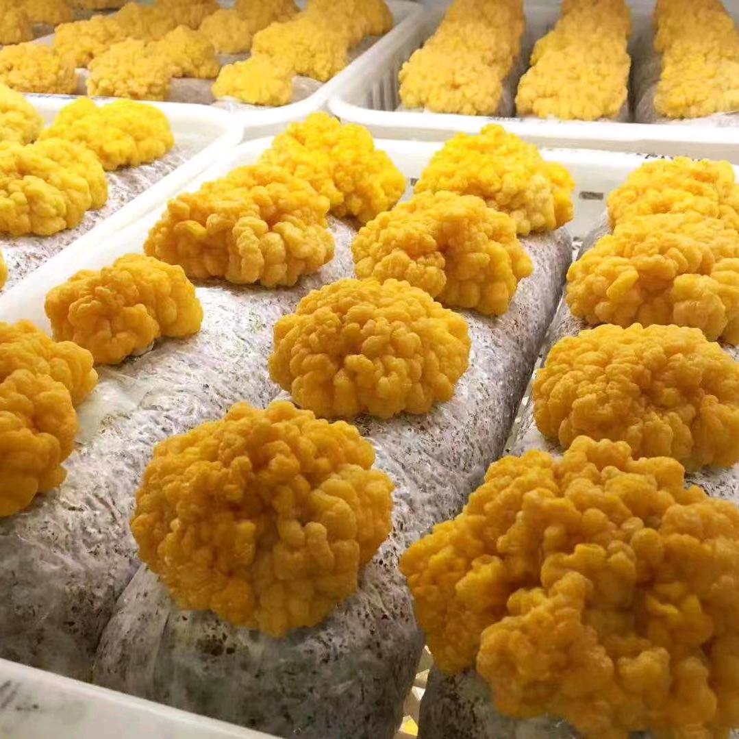 金耳菌包白松茸菌包