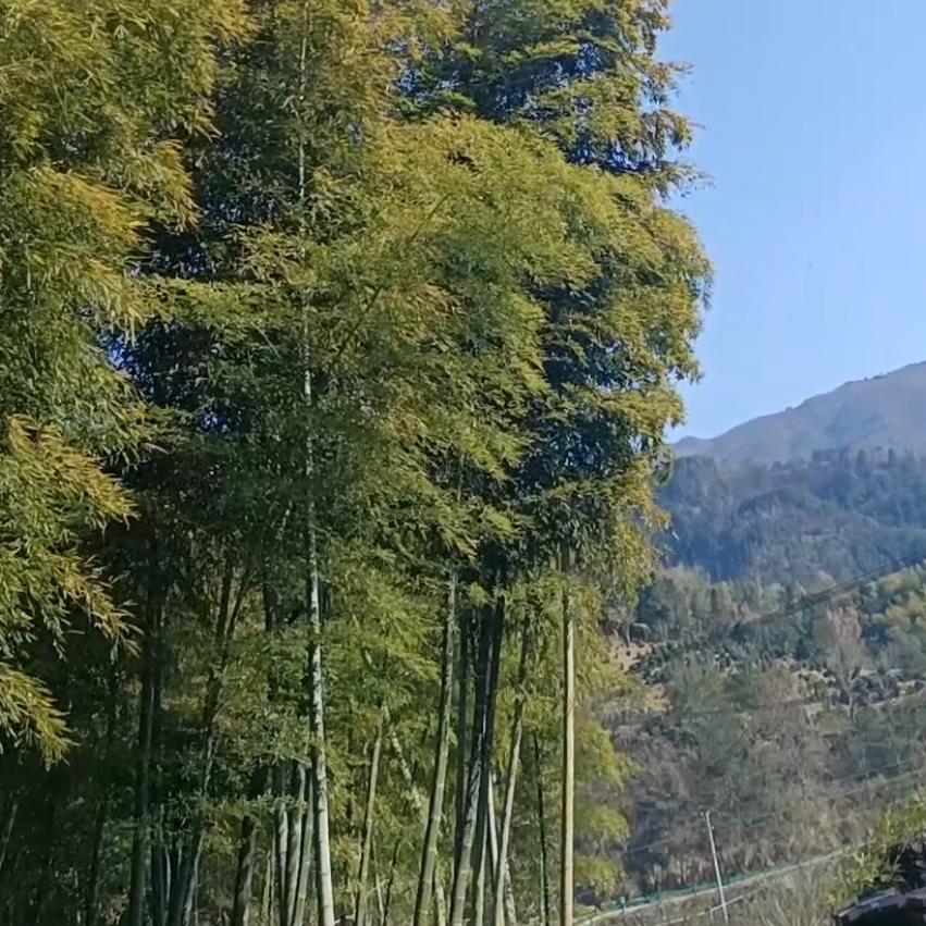 平安家人