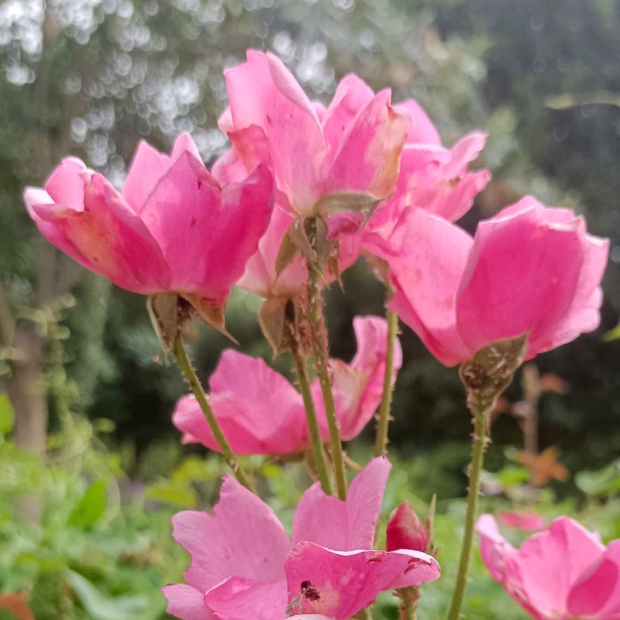 侯克荣
