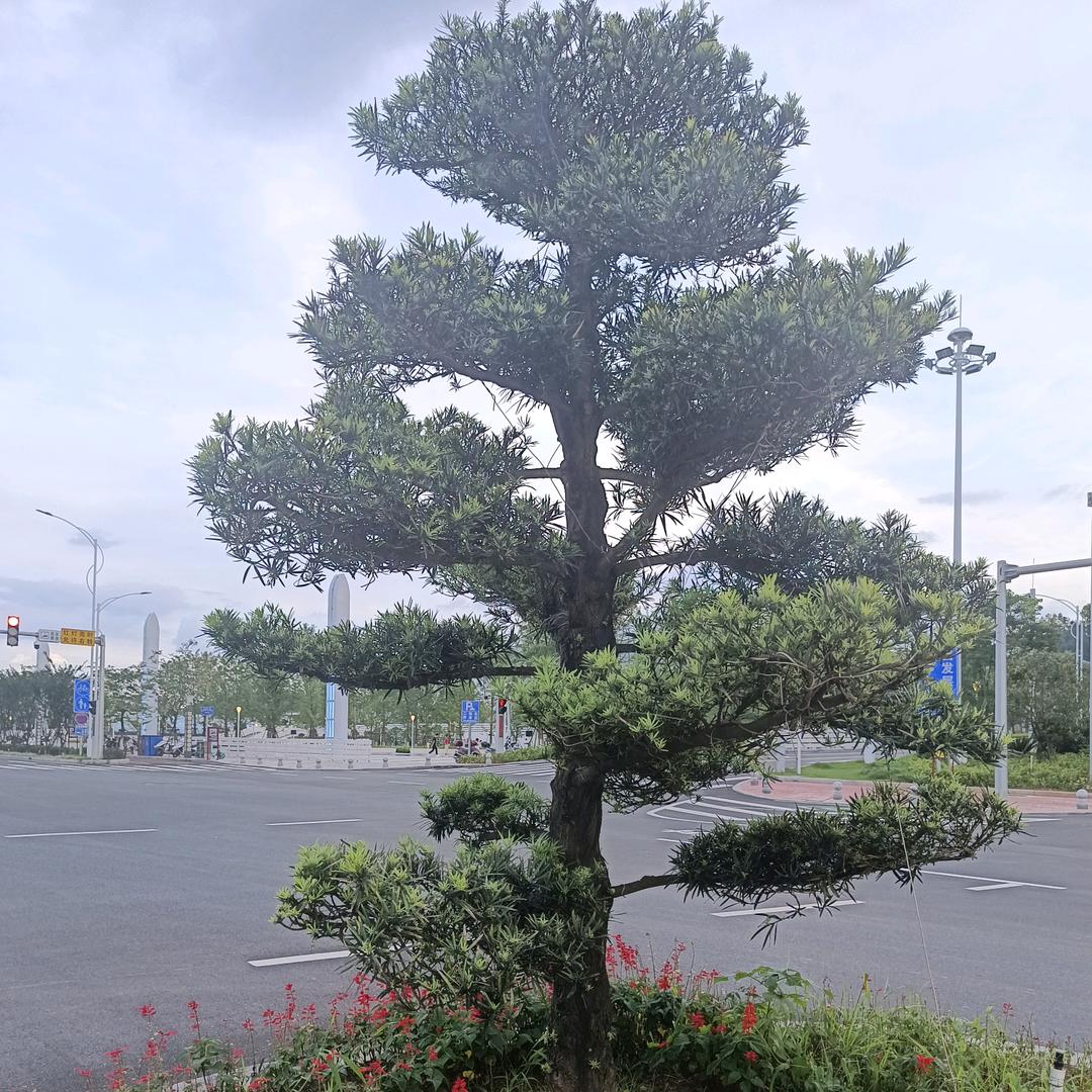 鸿运当头