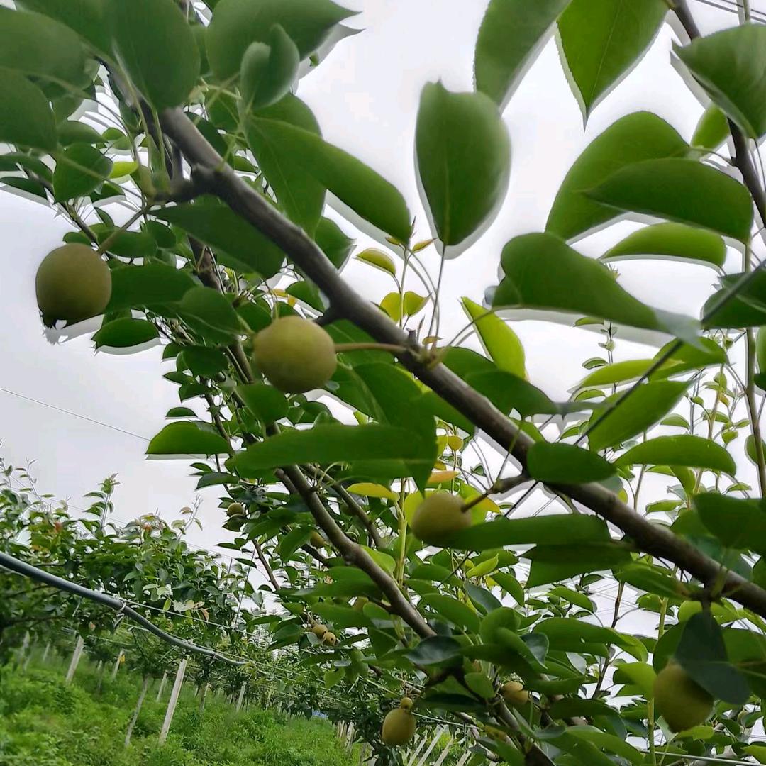 灰埠金满圆农场