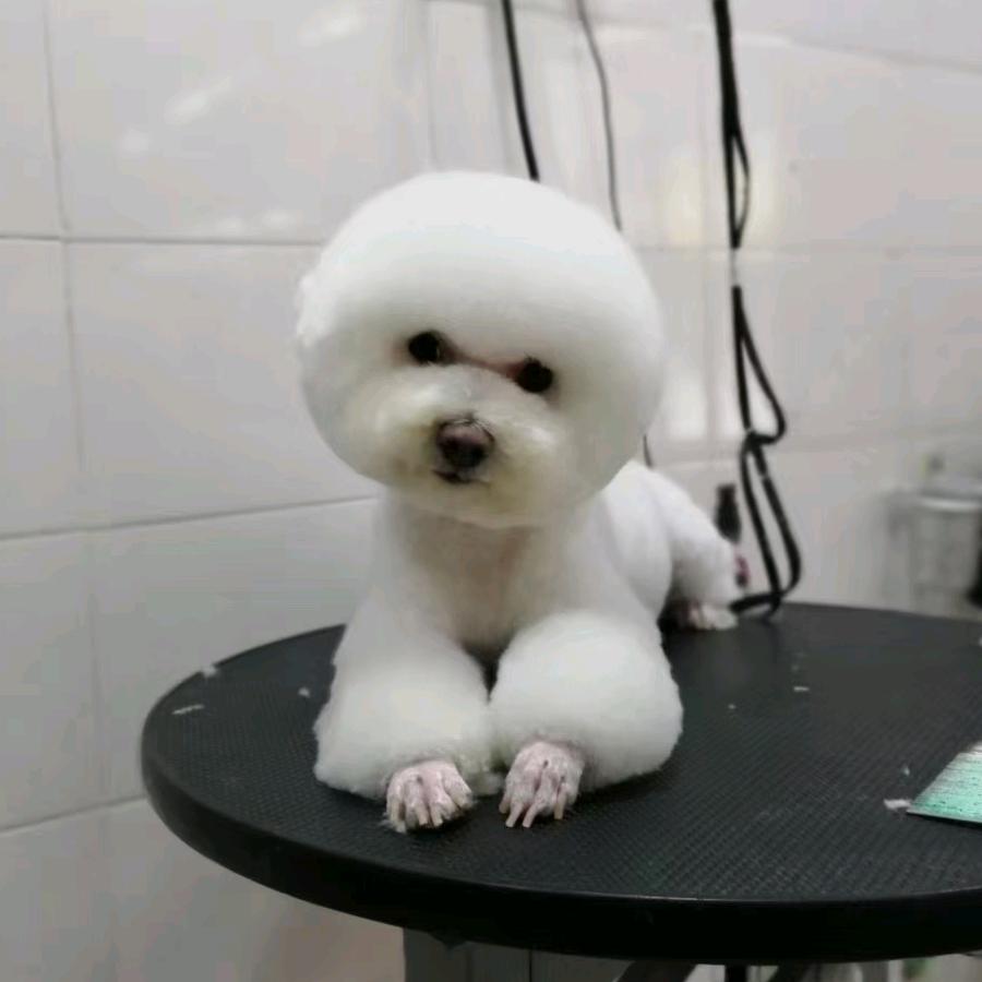 宠大帅(双福店)专用号