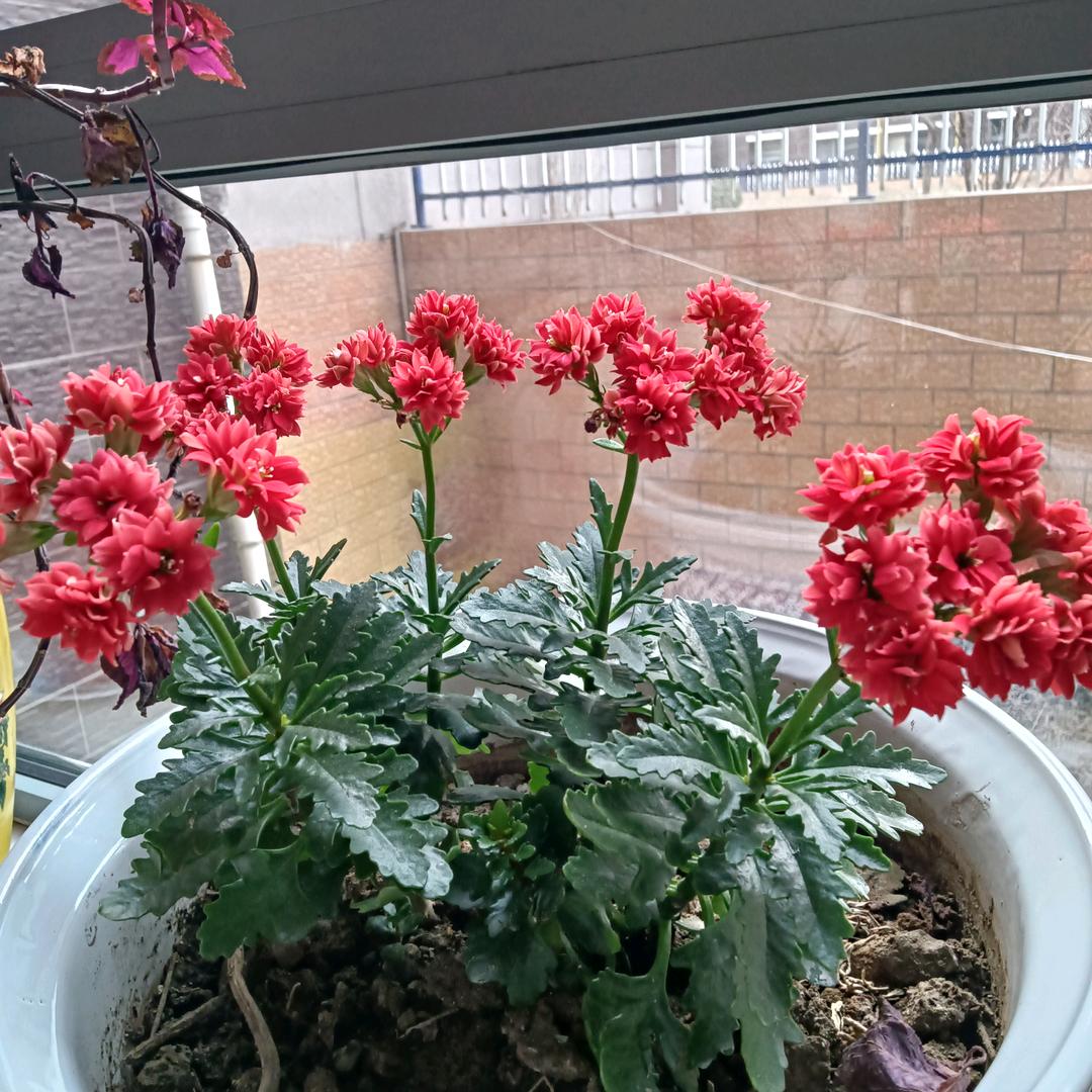 ༺❉善༈缘❉༻