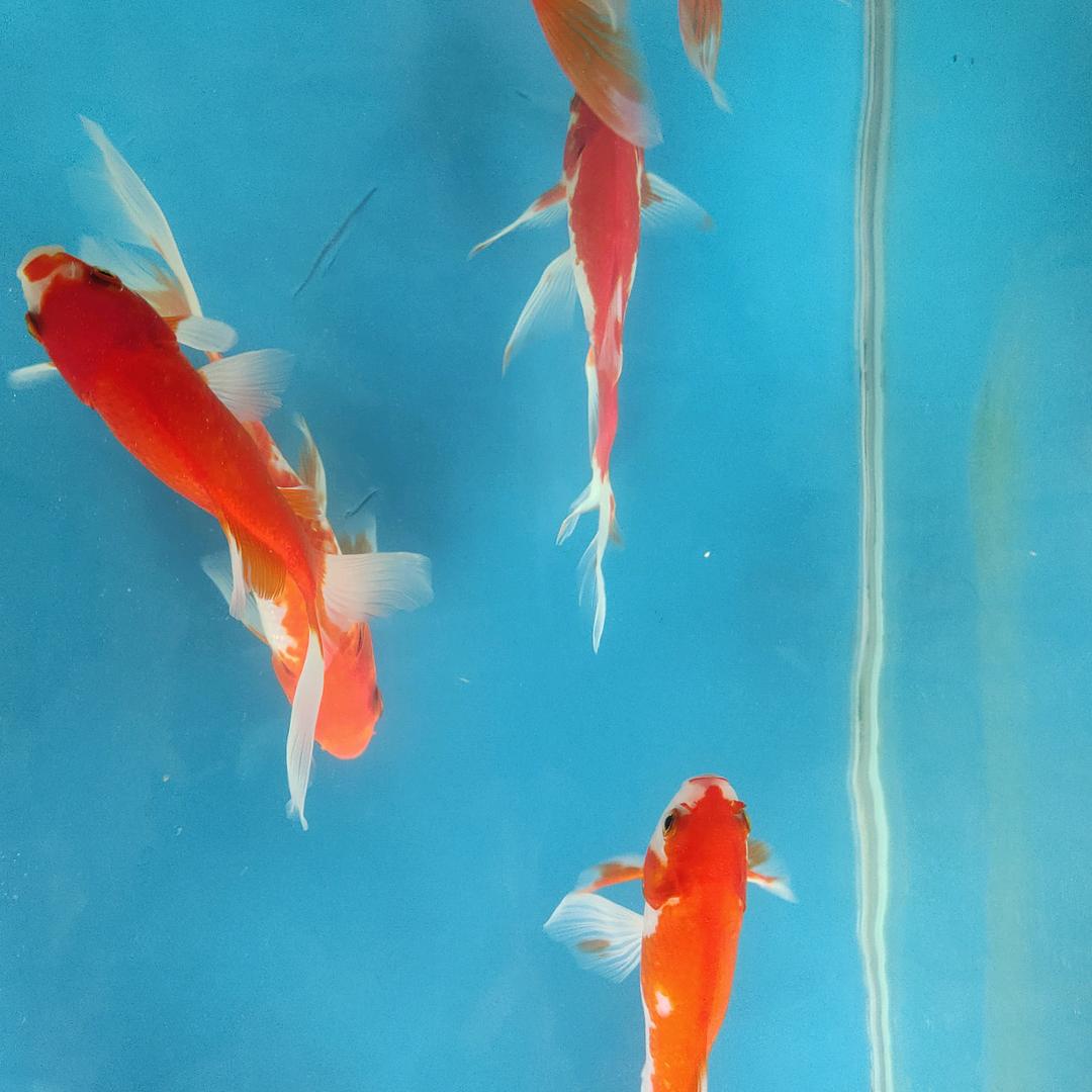 静