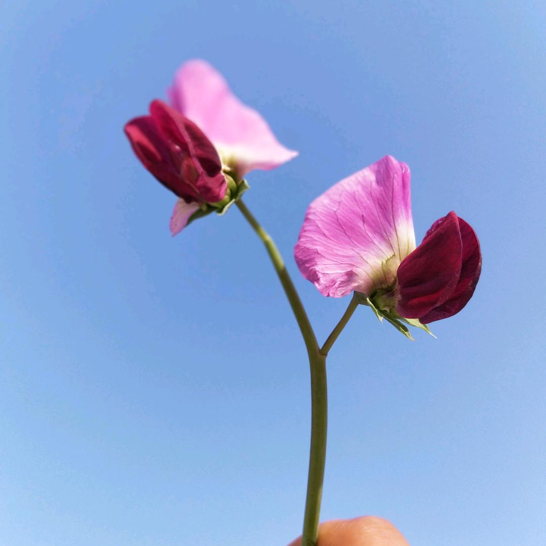 1016766212小可爱