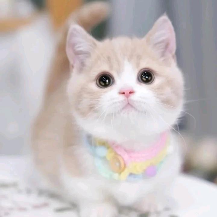 .的I