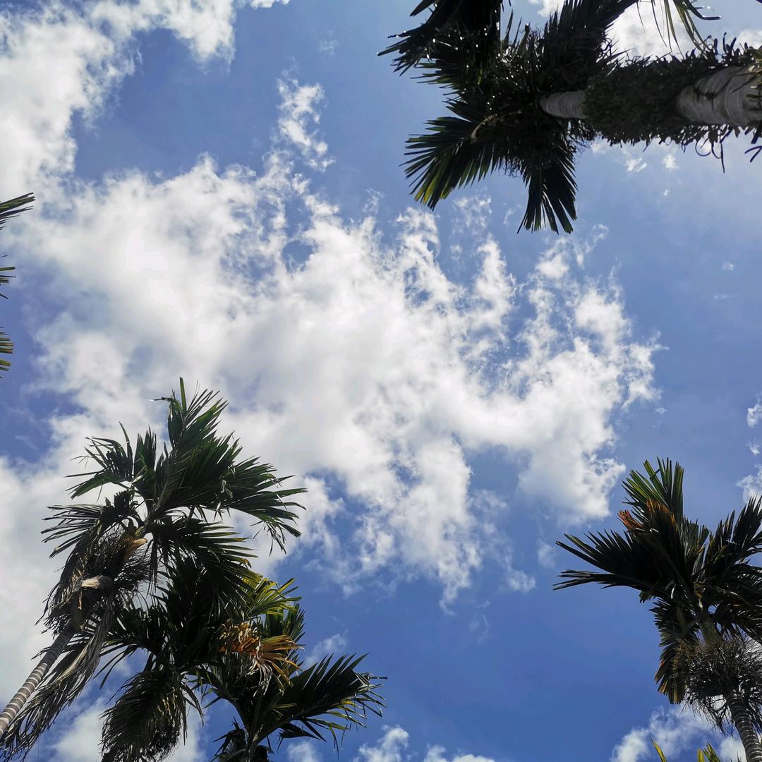 百事可爱¹⁵³⁴¹