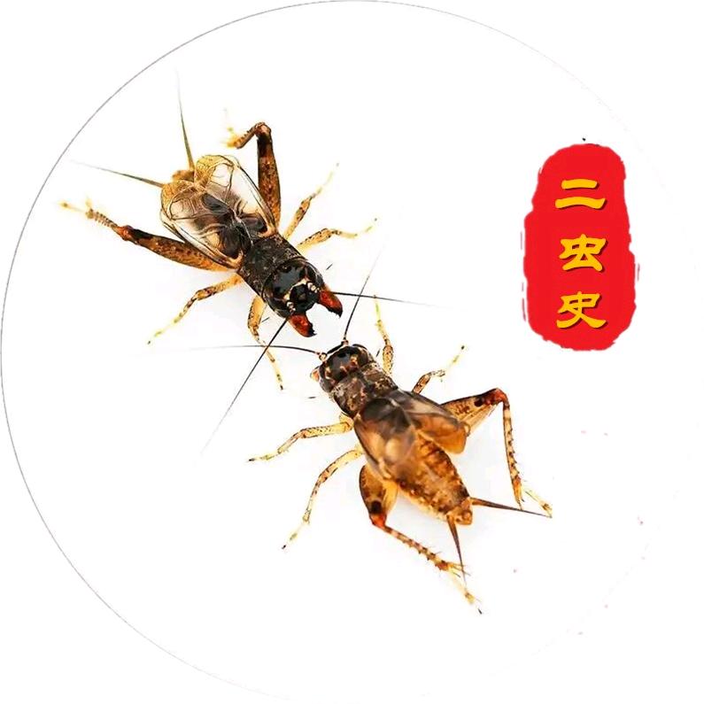 二虫史