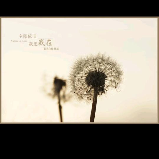Dandelion  溪哥
