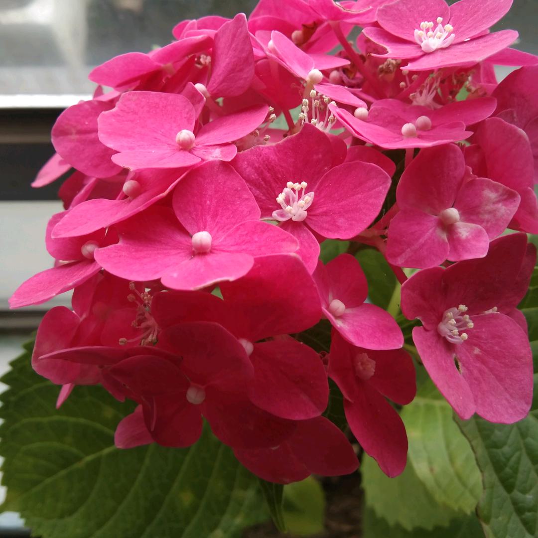 花好月圆