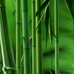 兰草