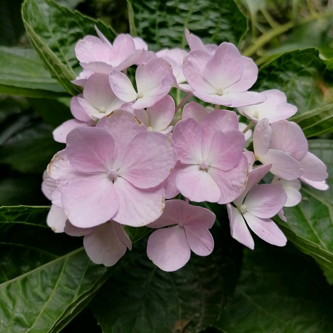 小猴子的熊家婆