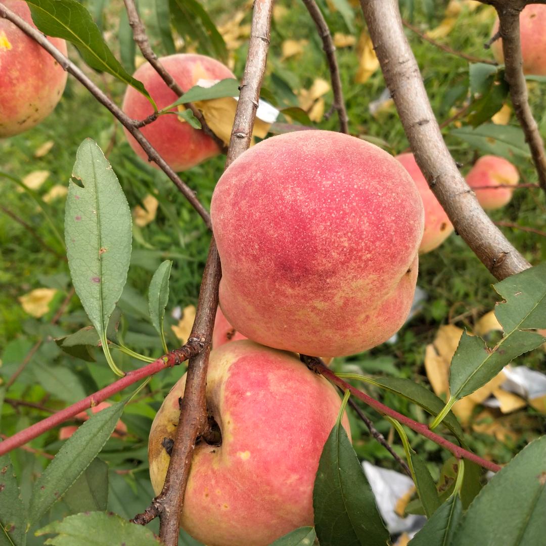 小刘桃子采摘园