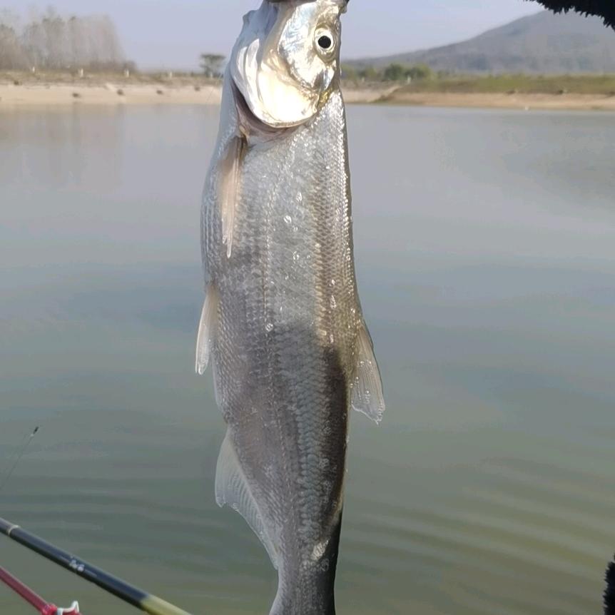 金浮槎水库-飞哥