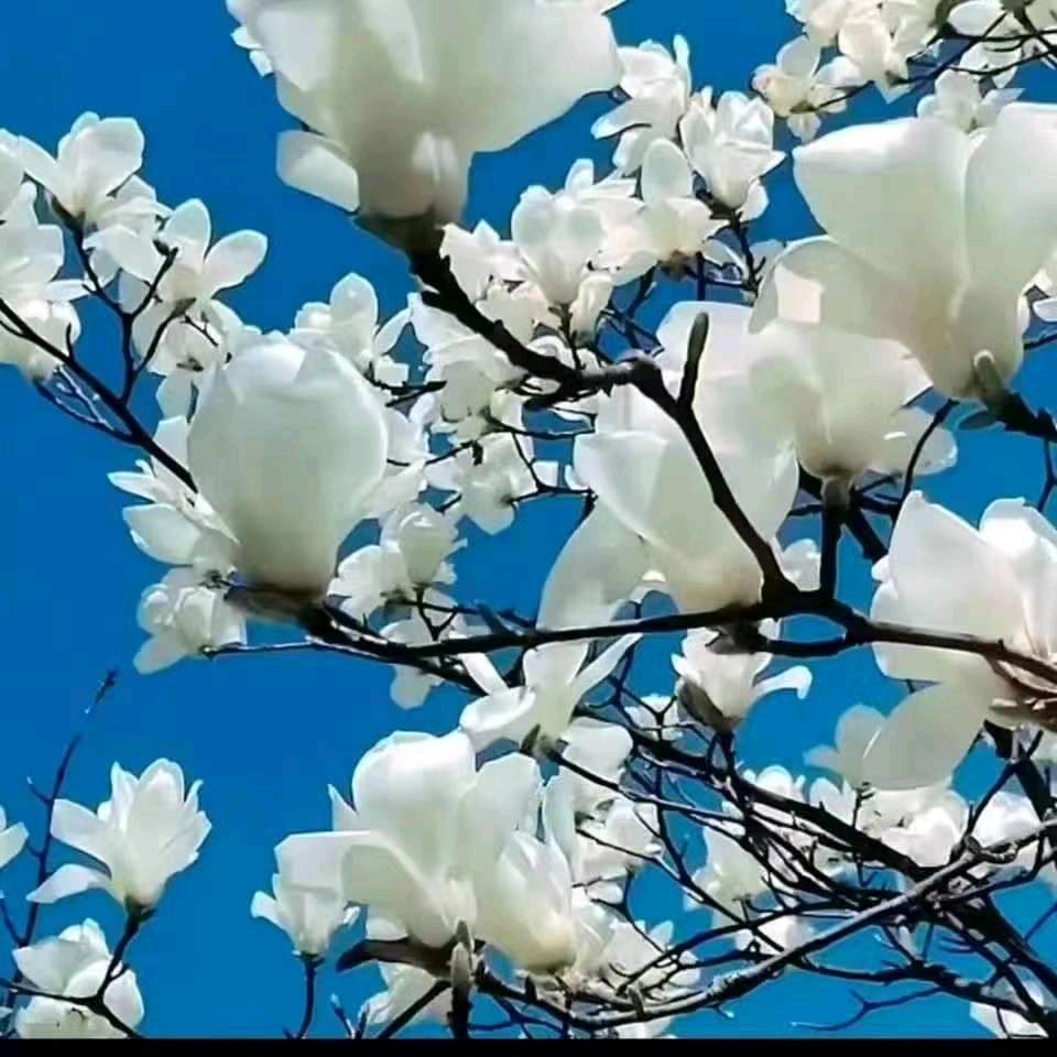 带刺的玫瑰🌹🌹，爱自己多一❤❤点