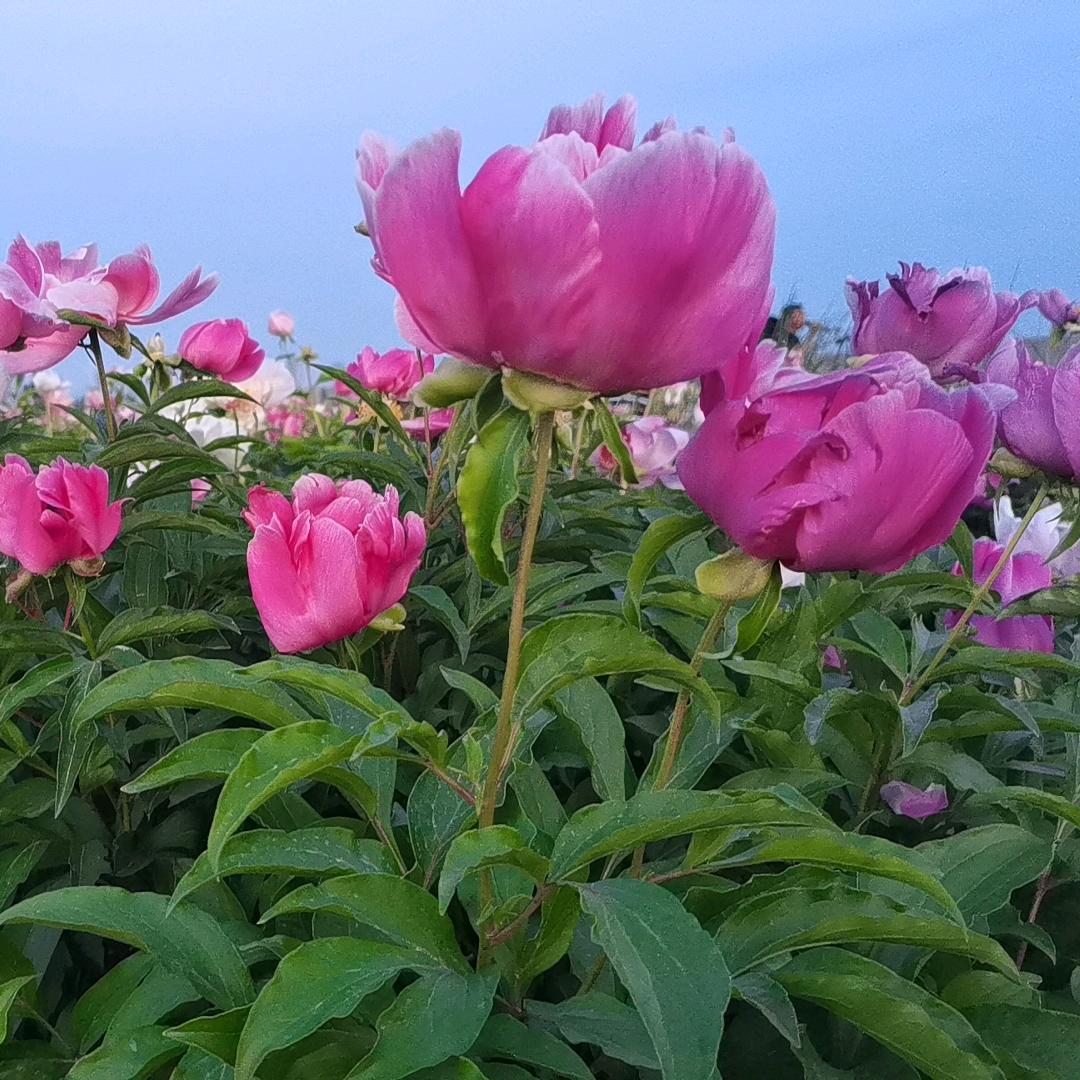 御龙香大盘鸡店