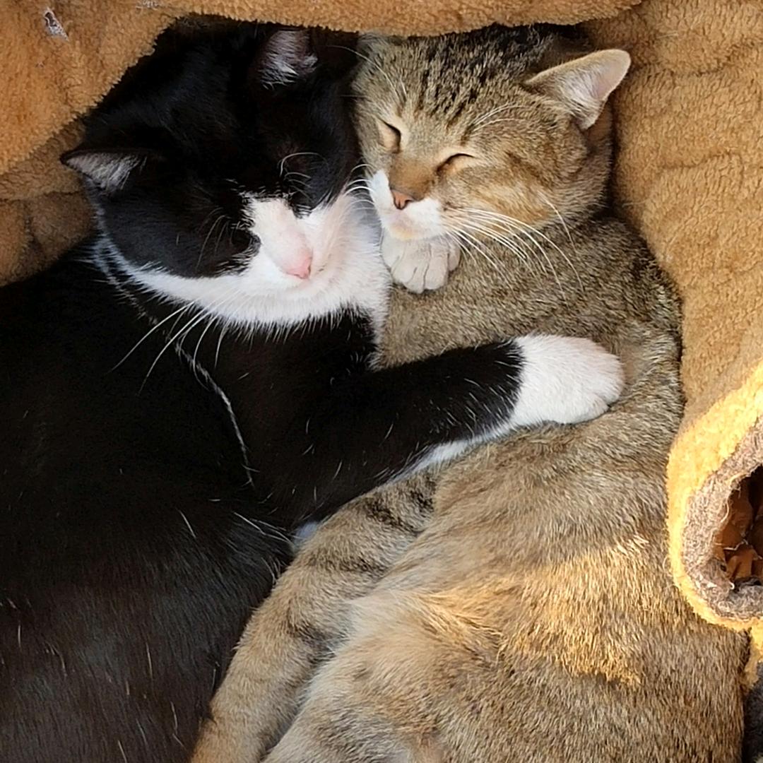 小同不是猫