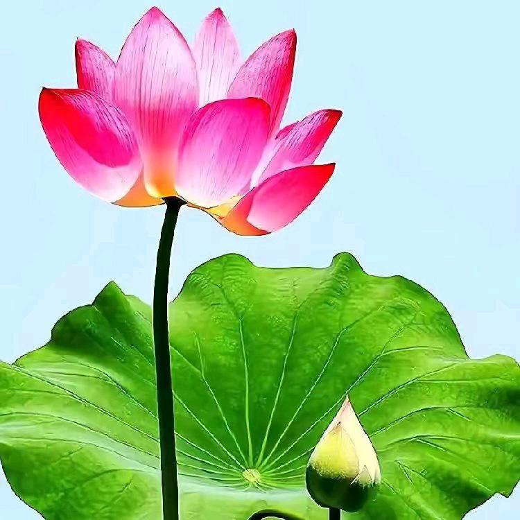吉祥