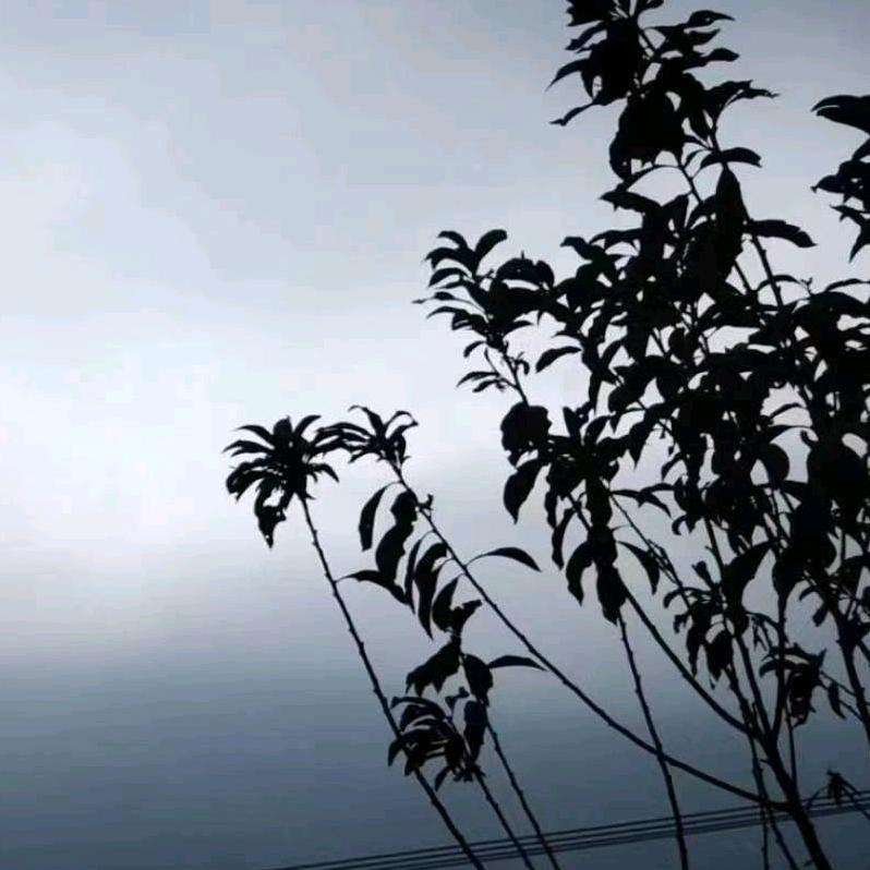 一颗柠檬