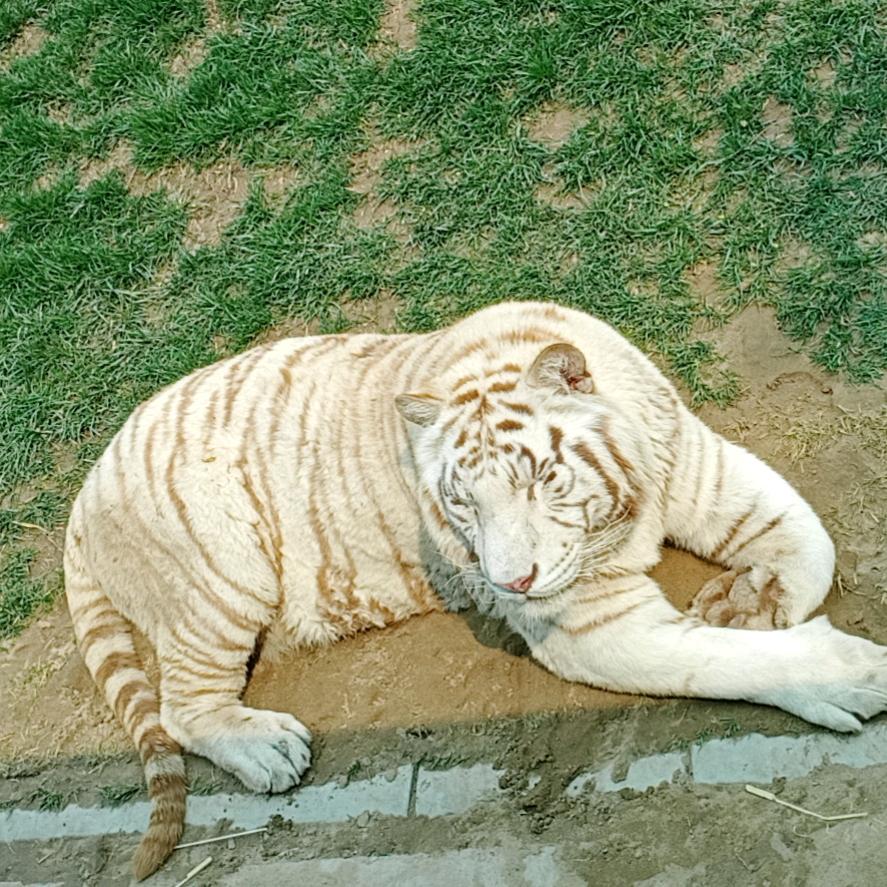 若是月亮还没有来