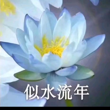 刘姨
