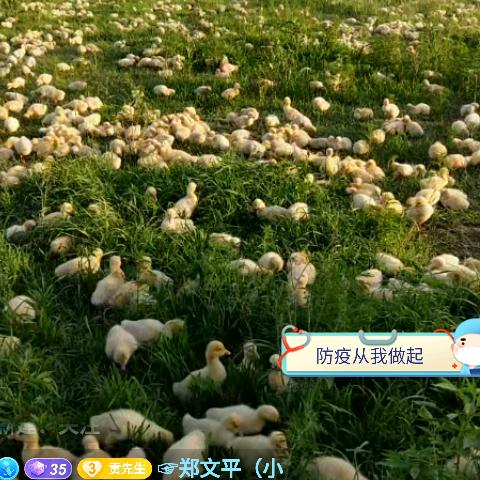 平头哥