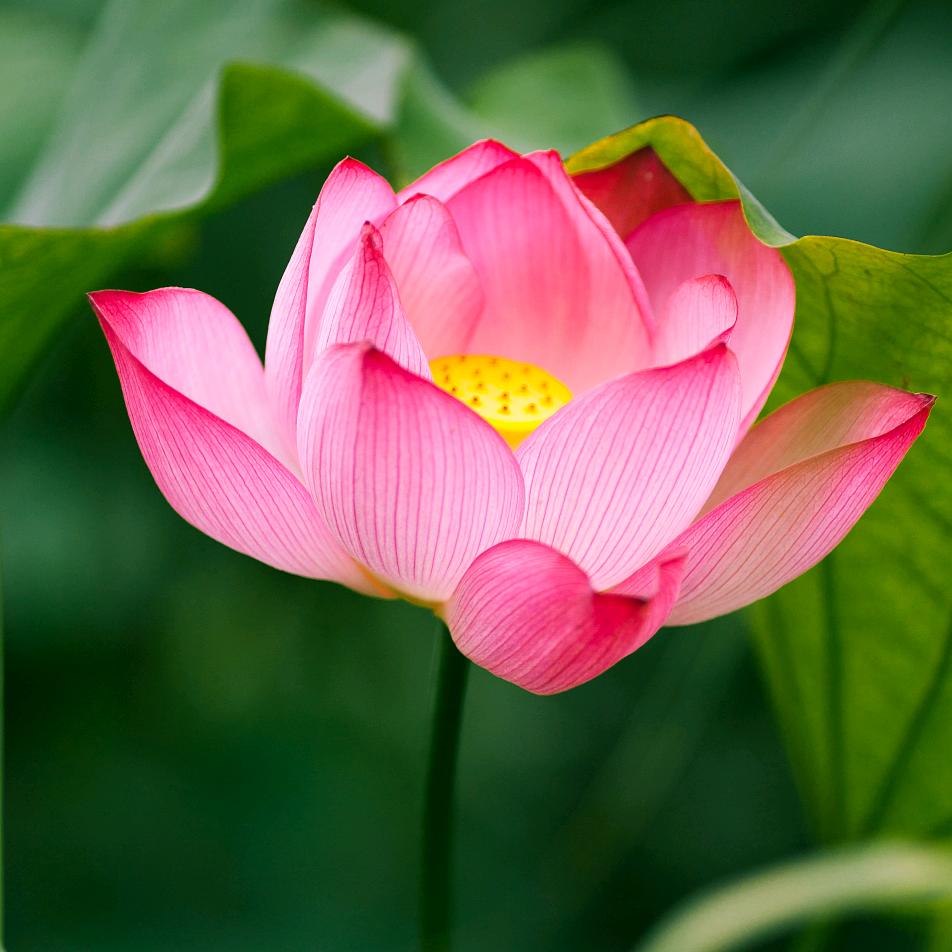 初发芙蓉
