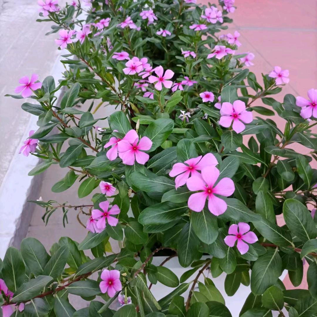 风不懂云的眼泪，(拒绝私聊)