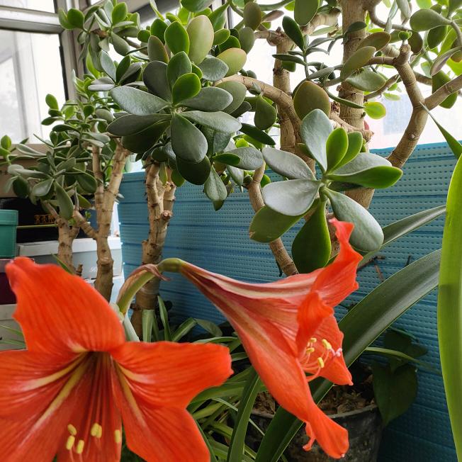 花开并蒂