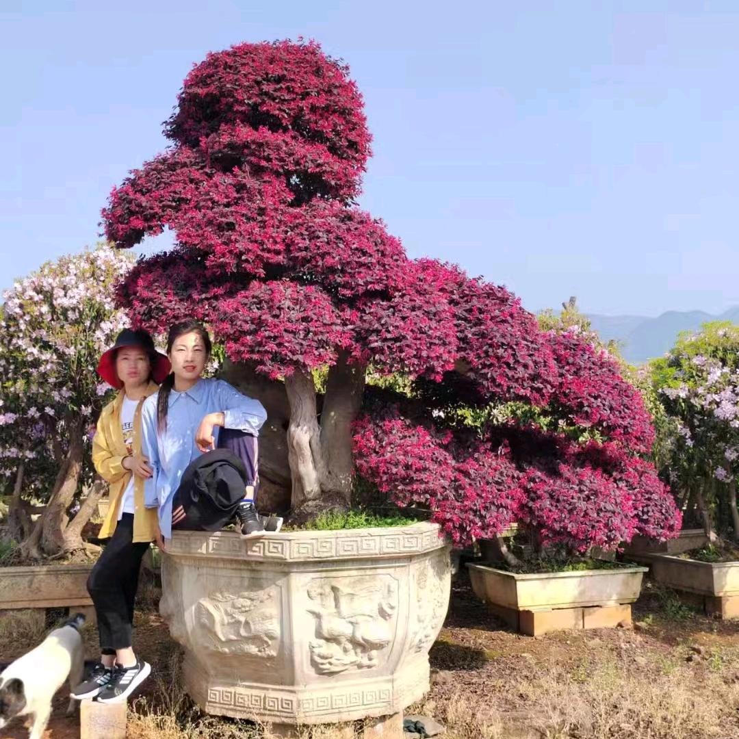 老二盆景
