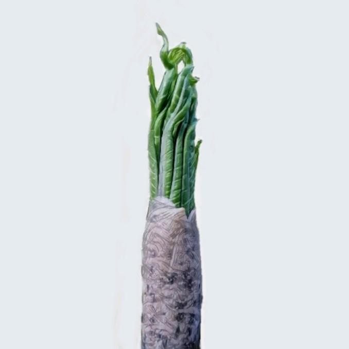 魔芋阿甘