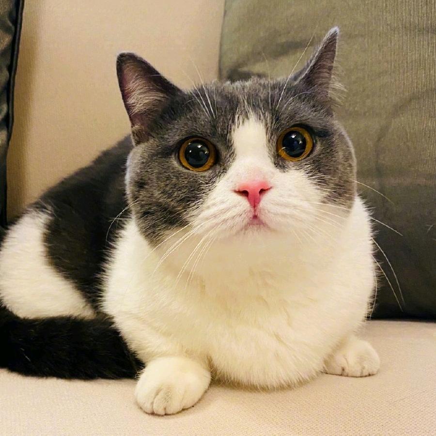 小猪猪