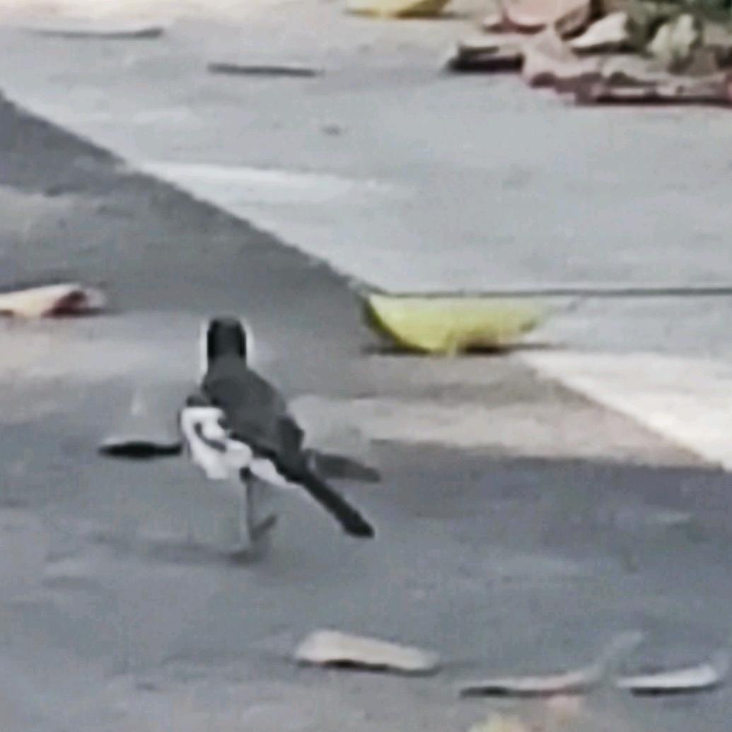 雪落寒山泊枫桥