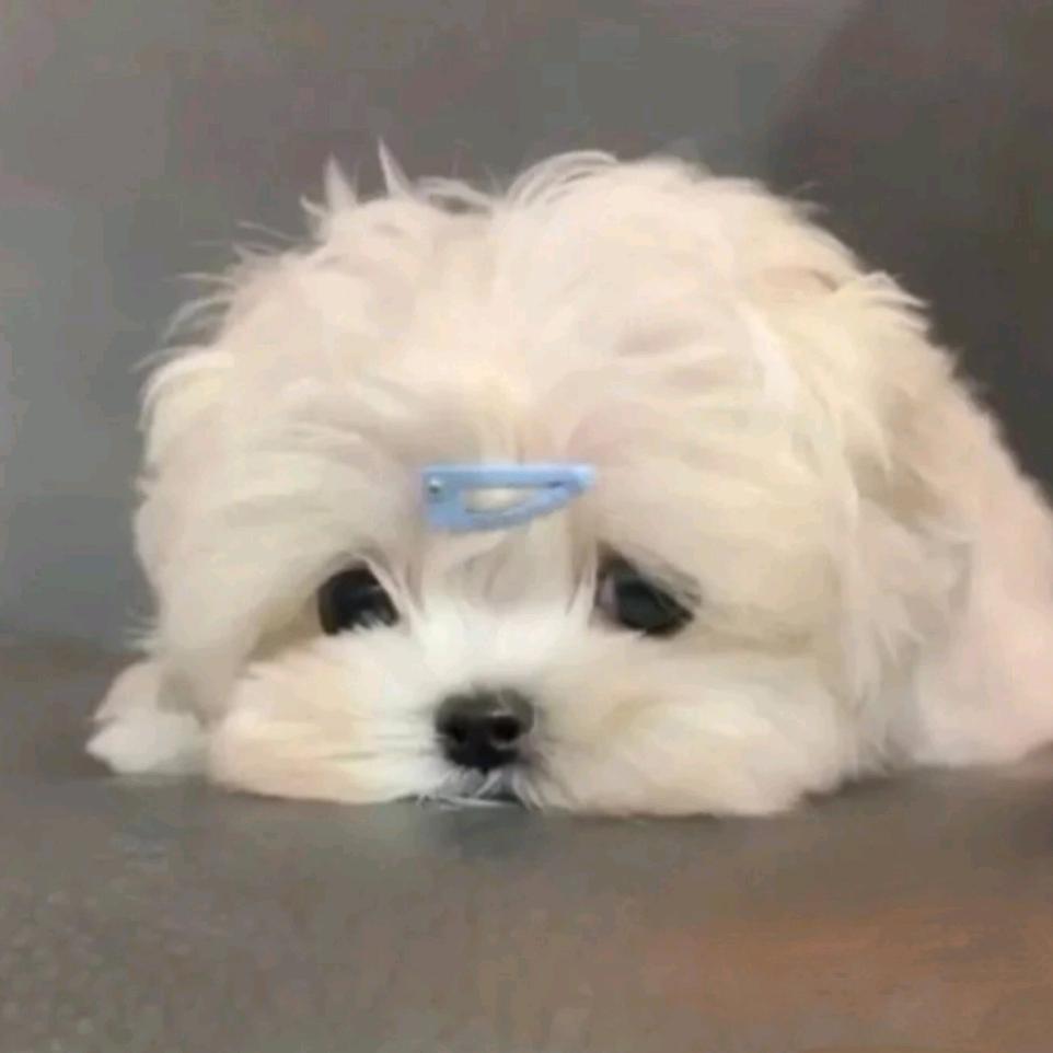 鱼鱼（见过周深版）