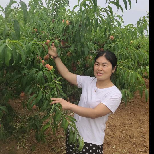 新农民(婷婷助力乡村)