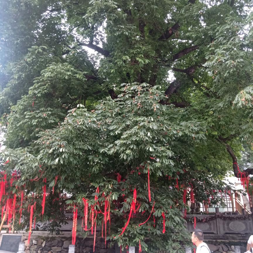 我的未来不是梦