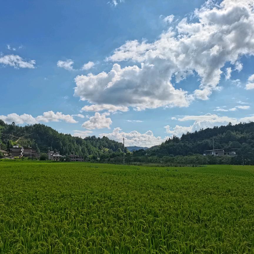 龙溪