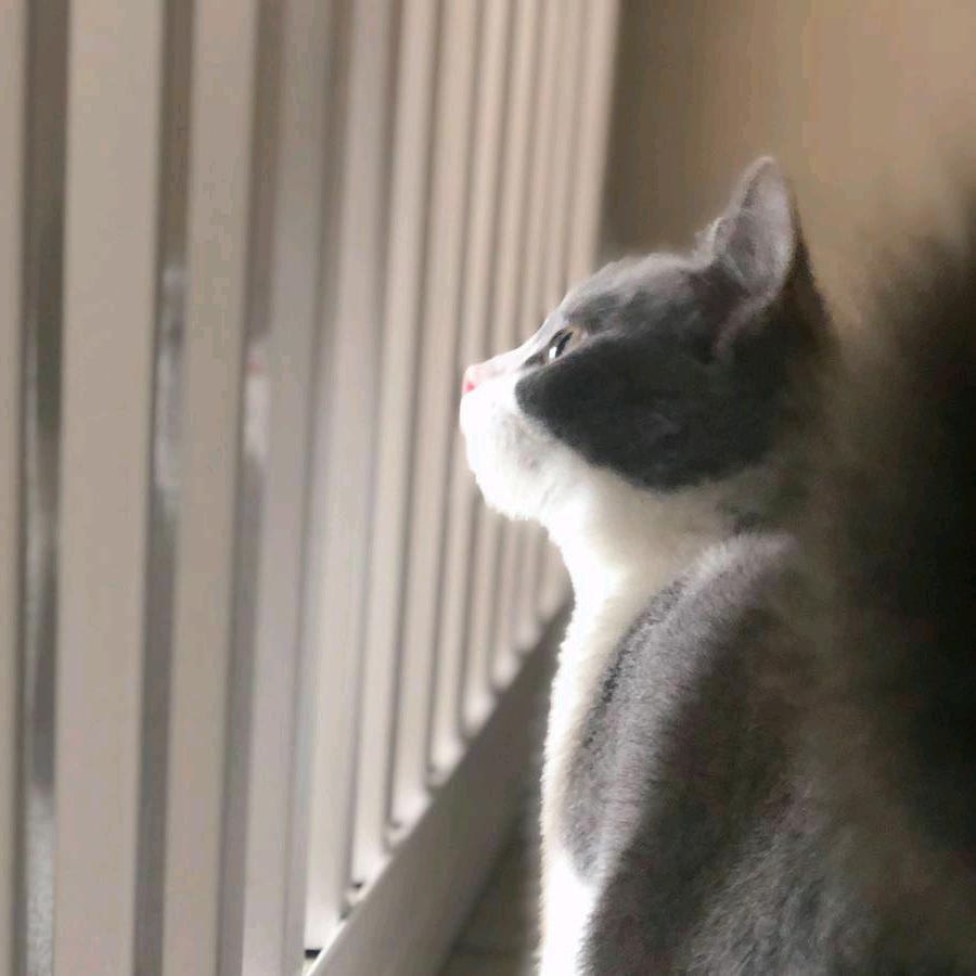 咪Miu
