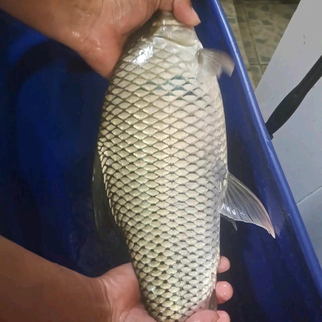 🌈💨灵魂操控者