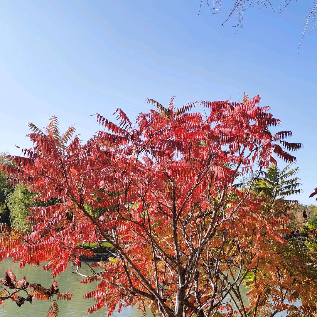 豫东大鼓〈符良贤〉