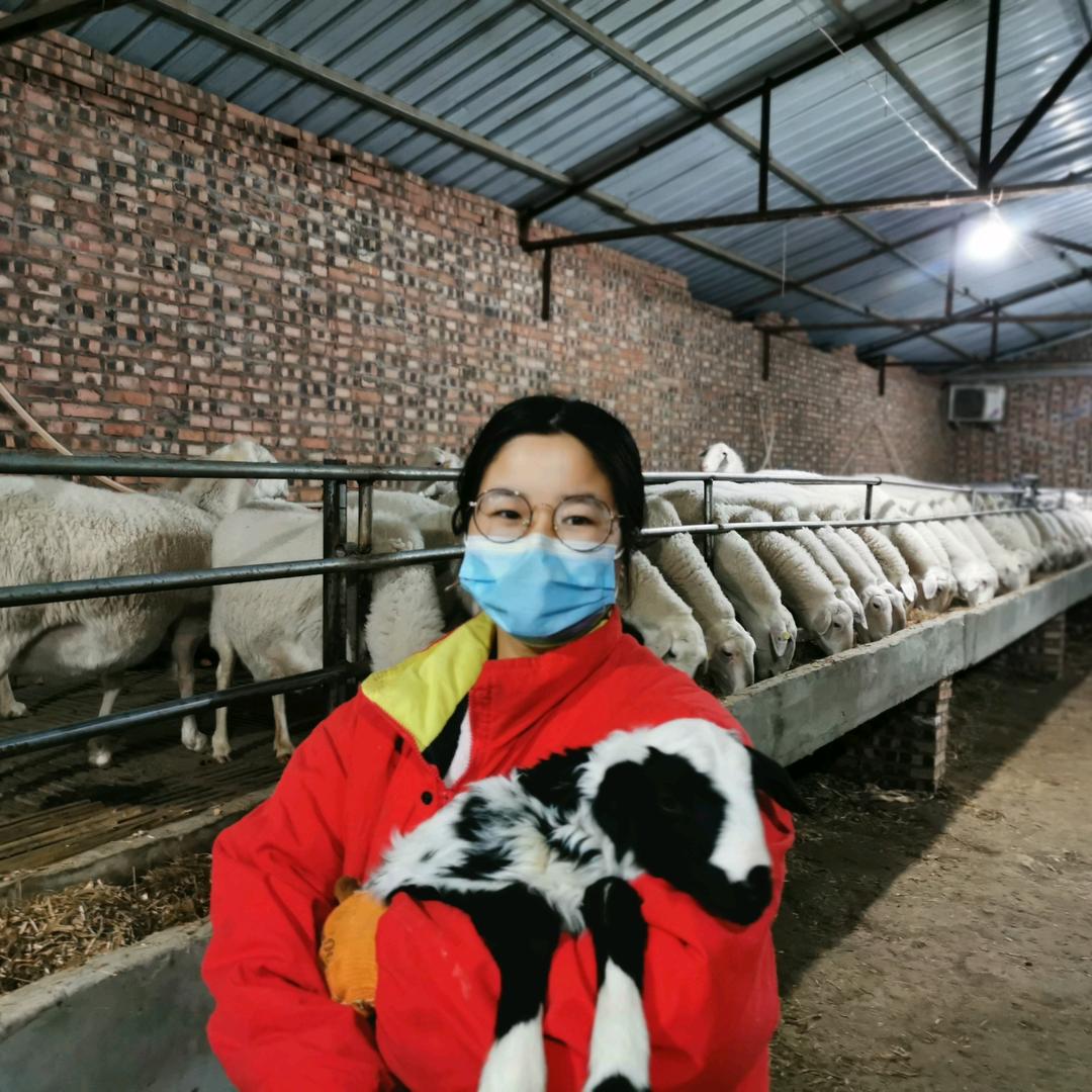 恒阳中药渣喂羊示范场