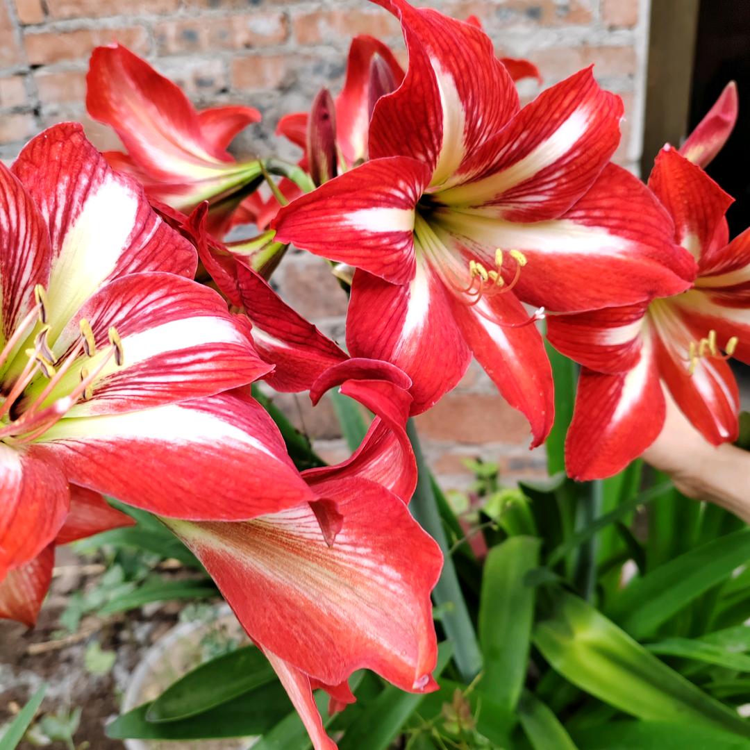 丞翔豆皮加工厂